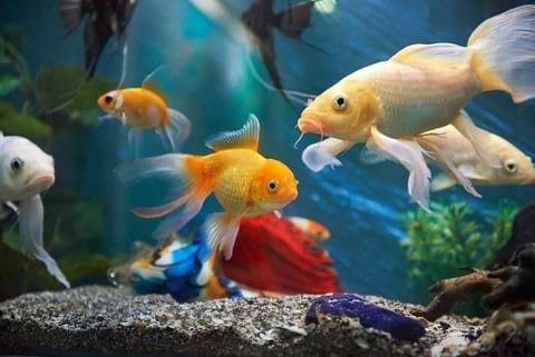 The Beauty of Butterfly Telescope Goldfish: A Guide to Caring for and Enjoying These Stunning Aquatic Pets